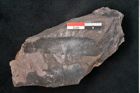 Foto (Detailansicht) von Noeggerathia palmaeformis Goeppert (NHMW-GEO-2024-0188-10749)